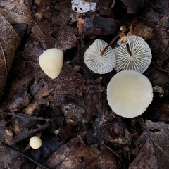 Marasmius delectans
