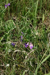 Lathyrus palustris