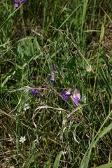 Lathyrus palustris