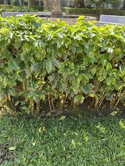Coffea arabica