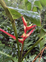 Heliconia monteverdensis