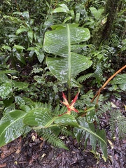 Heliconia monteverdensis
