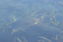 Pseudemys peninsularis