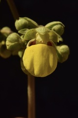 Calceolaria paralia
