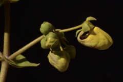 Calceolaria paralia