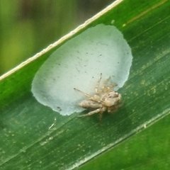 Cytaea