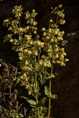 Calceolaria paralia