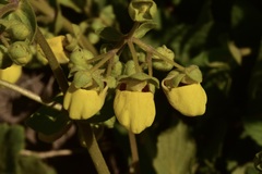Calceolaria paralia