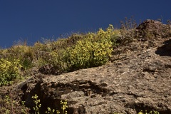 Calceolaria paralia