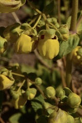 Calceolaria paralia