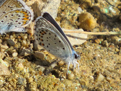 Pseudophilotes vicrama schiffermuelleri