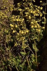 Calceolaria paralia