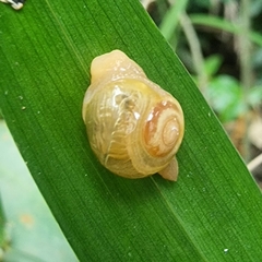 Helicarion perfragilis