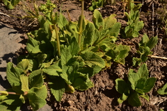 Calceolaria paralia