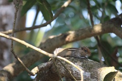Funambulus tristriatus