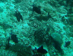 Odonus niger