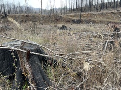 Pholiota highlandensis
