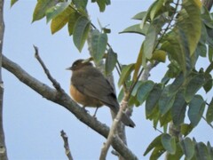 Turdus grayi