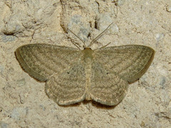 Scopula virgulata