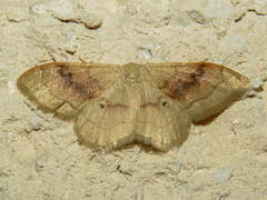 Idaea rubraria