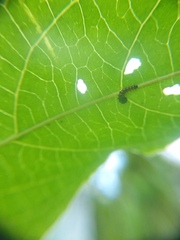 Heliconius charithonia