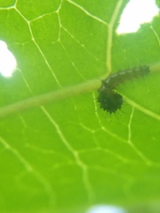 Heliconius charithonia