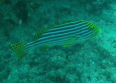 Plectorhinchus vittatus