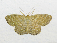 Scopula immorata