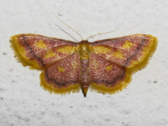Idaea muricata