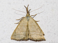 Polypogon tentacularia