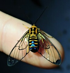 Gymnelia