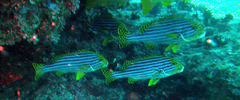 Plectorhinchus vittatus