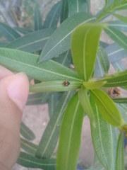 Hyperaspis connectens