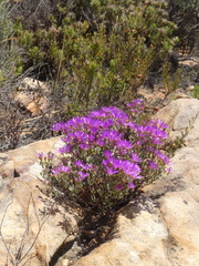 Lampranthus falcatus