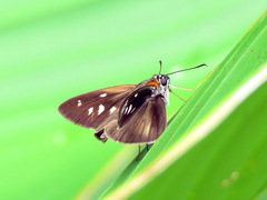 Paracarystus hypargyra