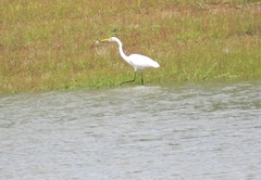 Ardea alba