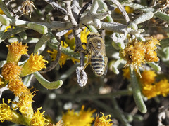 Colletes moricei