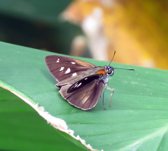 Paracarystus hypargyra