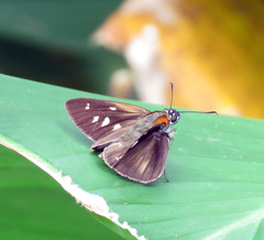 Paracarystus hypargyra