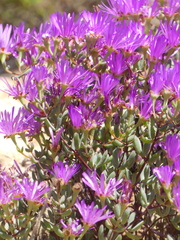 Lampranthus falcatus