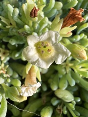 Nolana crassulifolia