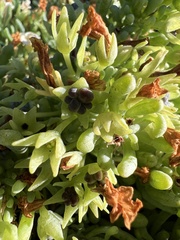 Nolana crassulifolia