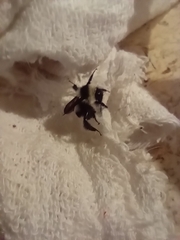 Bombus brasiliensis