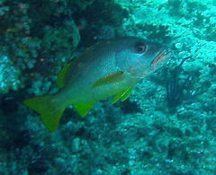 Lutjanus monostigma