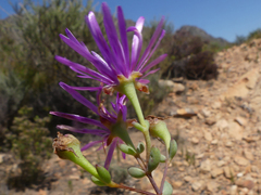 Lampranthus falcatus