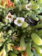 Nolana crassulifolia