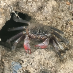 Episesarma chentongense