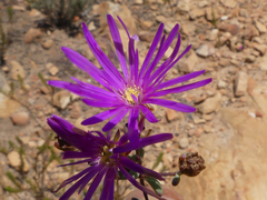 Lampranthus falcatus