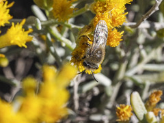 Colletes moricei