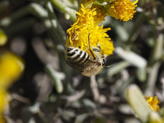 Colletes moricei